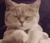 cathappypleased