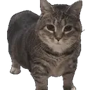 Chonk