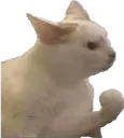 CattoAngry CattoAngry