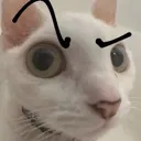 vas_sus