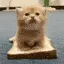 KittenSandwich