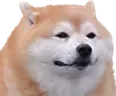 apatheticdog
