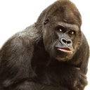gorilla