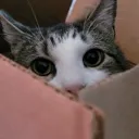 boxcat