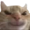 catevil