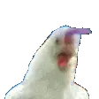 tChicken tChicken