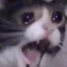 cryingcat