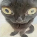 stare