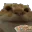 cat_eat