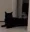 cat_steal