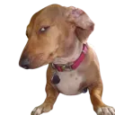 Ayo