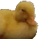 noduck
