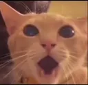 SHOCKEDKATZE