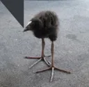 bird bird