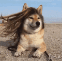 beautifulDoge Discord emoji