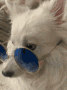 SwagDog Discord emoji