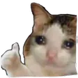CatSadThumbsUp CatSadThumbsUp