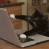 Cat Type Fast Discord Emoji