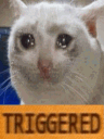 Triggeredcat Discord Emoji