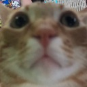 catdoom Discord emoji