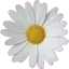 laxen_papatya