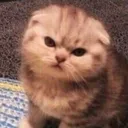 catmad
