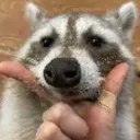 thonk