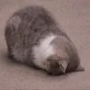 deadcatig Discord Emoji