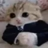 businesskitten Discord Emoji