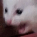 z_screm