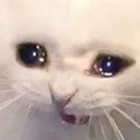 LH_catcry1