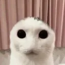 noearcat