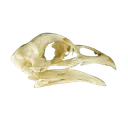 MHAWchickenskull