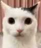 catHuh