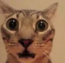 whatinsamhell1