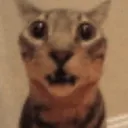 cat_omg_stare