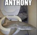 ANTHONY ANTHONY