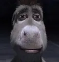 Donkey