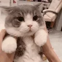 azoo_cat