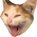 cacklecat Discord emoji