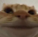 catlook