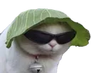 lettucehead