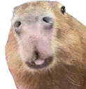 Capyhuh