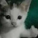 like_gato
