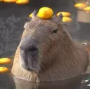 capybara