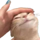 AL_aCatPat
