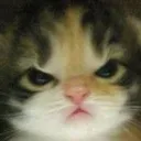 ML_catAngry