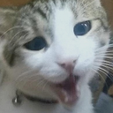 LeoWhaaaaaat Discord emoji