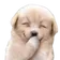 gigglepup