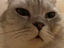 sisimba_cat sisimba_cat
